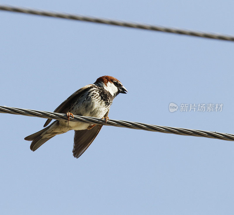 西班牙麻雀(paser hispaniolensis)雄性挂在钢丝上